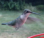 Hummingbird