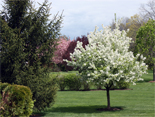 Spring Flowers