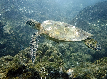 Turtle at Beach 69 2018