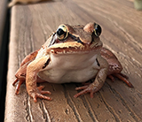 Toad on Deck